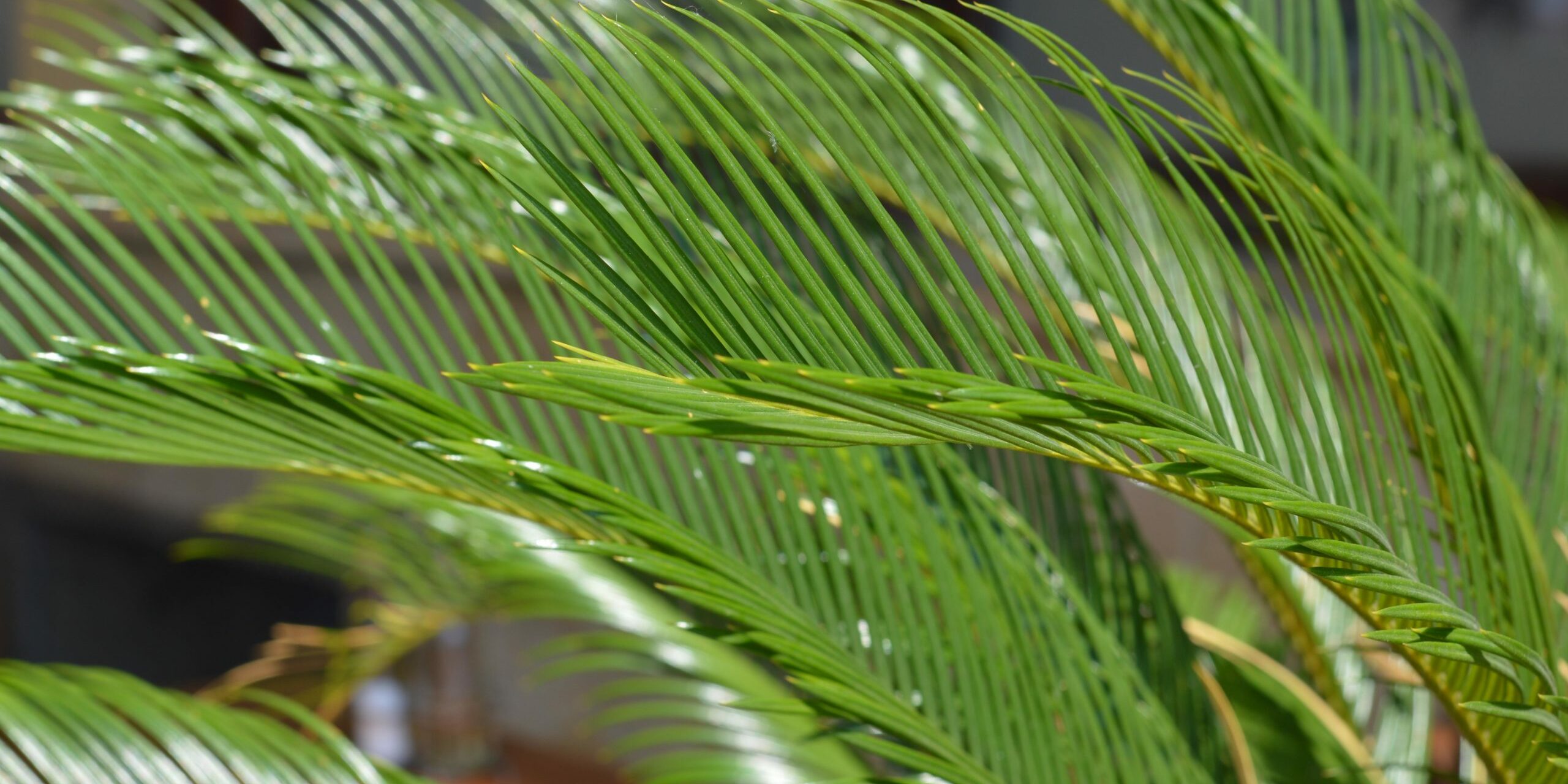 palm fronds